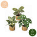 3x Baby Pflanzen Überraschungsbox - Tropisch & Farbenfroh - Ø6cm Bild 5