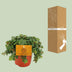 Sedum Tornado Sukkulente - Ø11cm - ↕15cm Bild 5