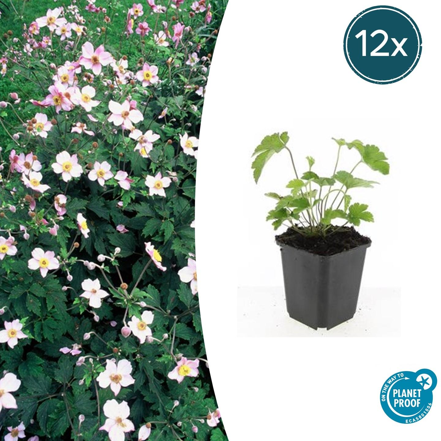 12x Anemone tom. 'Robustissima' - 10-25cm hoch - 9cm Topf