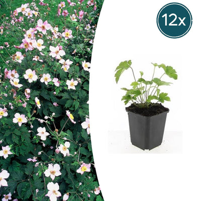 12x Anemone tom. 'Robustissima' - 10-25cm hoch - 9cm Topf