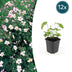 12x Anemone tom. 'Robustissima' - 10-25cm hoch - 9cm Topf Bild 1