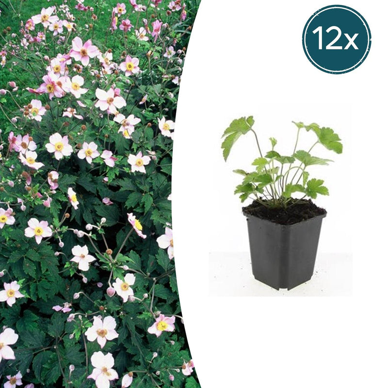 12x Anemone tom. 'Robustissima' - 10-25cm hoch - 9cm Topf