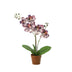 Artificial Phalaenopsis Orchid Violet - 41cm Bild 1