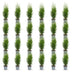 Green boutiQ - 24x Thuja occidentalis Smaragd - Lebensbaum - Heckenpflanzen - Immergrün - Grün - Topf 9cm - Höhe 20-30cm Bild 3