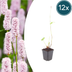 Persicaria bistorta Staude: Rosa Blüten, 10-25cm, 9cm Topf (12er Pack) Bild 1