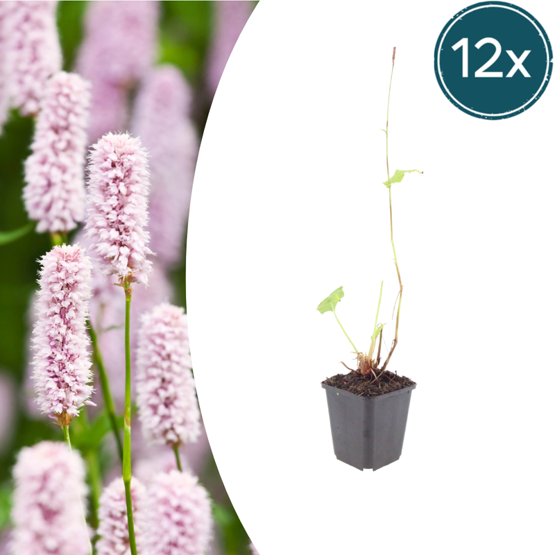 Persicaria bistorta Staude: Rosa Blüten, 10-25cm, 9cm Topf (12er Pack)