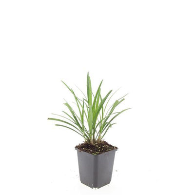 24x Liriope muscari 'Ingwersen' - ↕10-25cm - Ø9cm