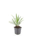 24x Liriope muscari 'Ingwersen' - ↕10-25cm - Ø9cm Bild 2