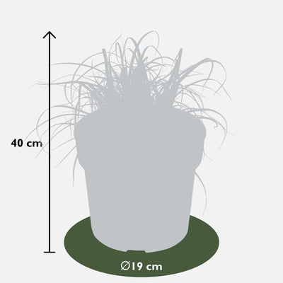 Uncinia rubra Everflame (Rote Segge) - Ø19cm, ↕40cm