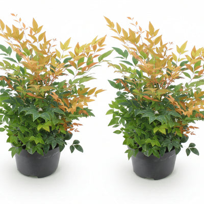 GreenboutiQ Nandina Gulfstream Orange - 2 Pflanzen, immergrün, pflegeleicht