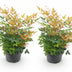 GreenboutiQ Nandina Gulfstream Orange - 2 Pflanzen, immergrün, pflegeleicht Bild 2