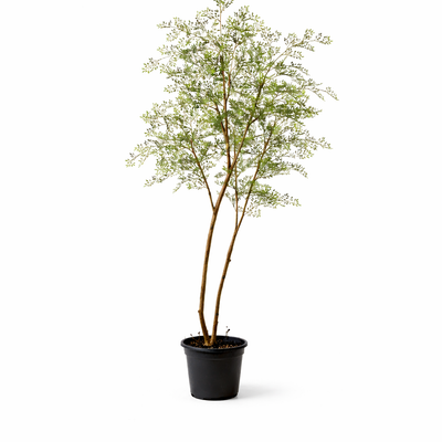 Kunst Cassia-Baum 180 cm - Pflegeleicht & Elegant