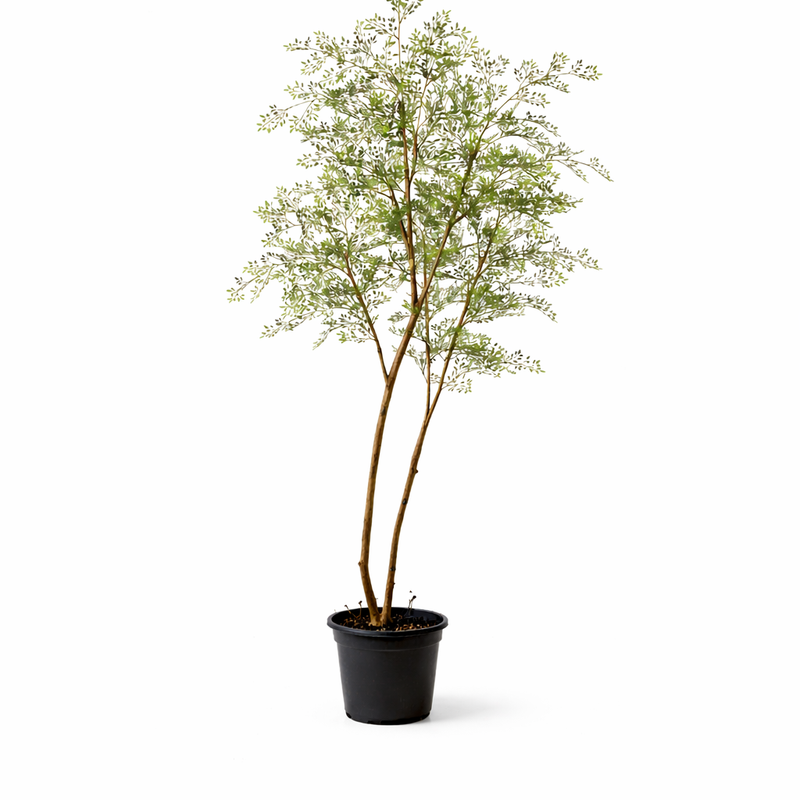 Kunst Cassia-Baum 180 cm - Pflegeleicht & Elegant