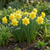 20x Narzisse Golden Ducat: Leuchtend gelbe Frühlingsblüte, Zwiebelgröße 12/14 Bild 2