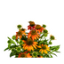 Echinacea purpurea Orange ⌀19cm - ↕60 - 70cm Bild 2