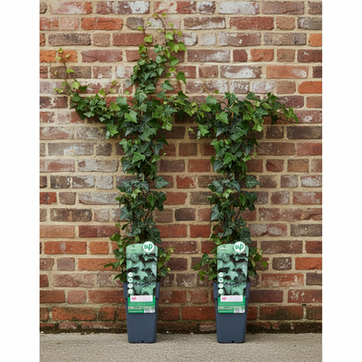 2x Efeu (Hedera helix) 65cm hoch, 15cm Topf - Wandbegrünung