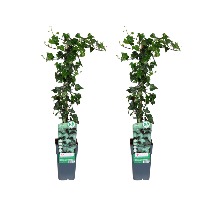 2x Efeu (Hedera helix) 65cm hoch, 15cm Topf - Wandbegrünung
