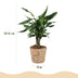 2x Dracaena fragrans Steudneri pflegeleicht im Korb Bild 3