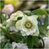 Helleborus Specials - 3 x Ø 14 cm - ↨ 25 cm Bild 4