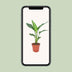 Strelitzia Reginea (Paradiesvogelblume) Ø12cm, 40cm Bild 5