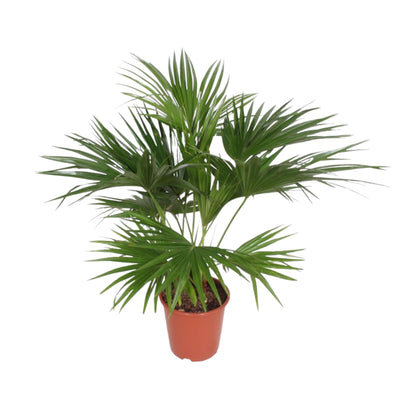 Livistona Chinensis - 150 cm - Topf Ø24