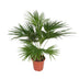 Livistona Chinensis - 150 cm - Topf Ø24 Bild 1
