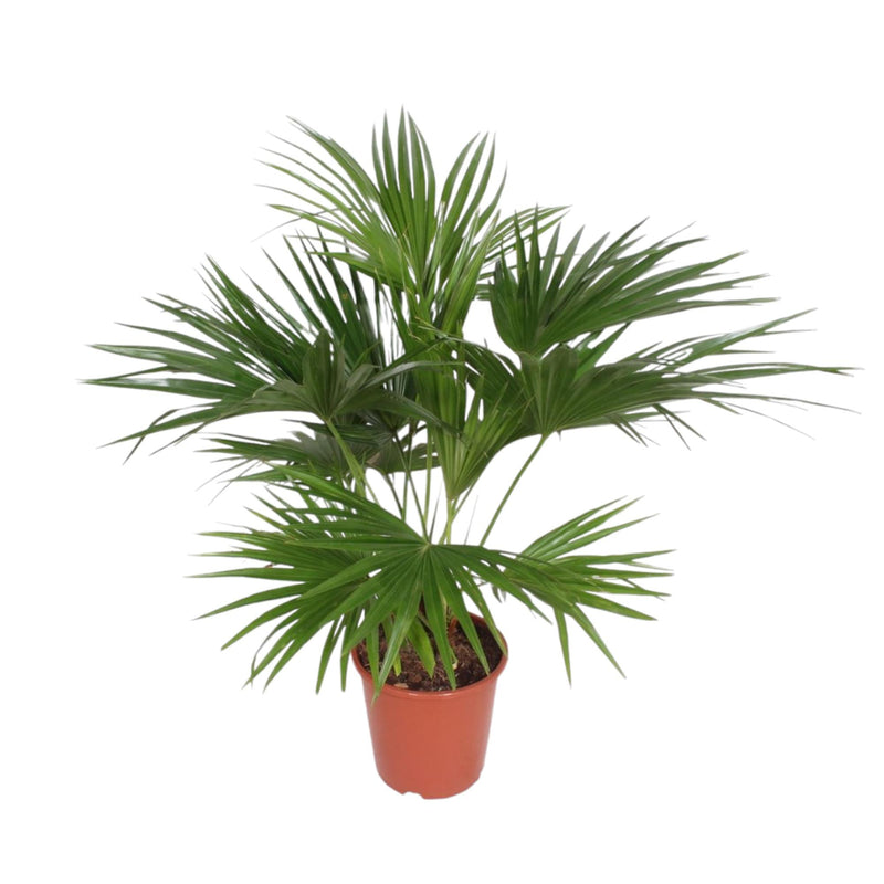 Livistona Chinensis - 150 cm - Topf Ø24