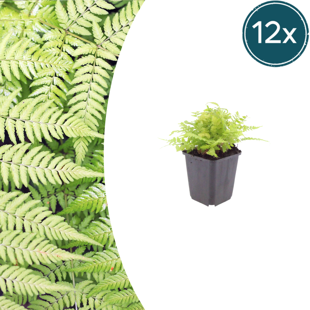 12x Wurmfarn (Dryopteris filix-mas) - 10-25cm