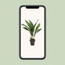 Aspidistra Elatior 'Die Bar' - 70cm Plant in 17cm Pot Bild 5