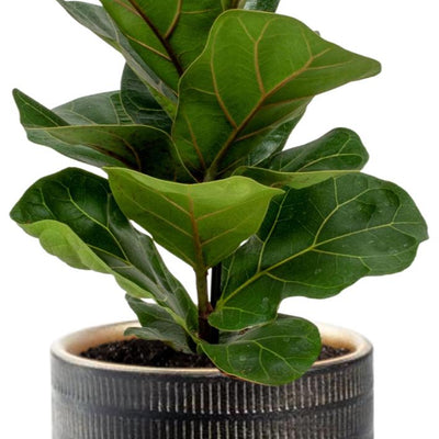 Ficus Lyrata - Ø12cm - ↕30cm + Beautiful Pot D14x13cm - Black