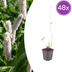 48x Persicaria bistorta 'Superba' - Perennial for moist locations Bild 1
