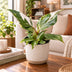 Philodendron White Princess, Grün-Weiß, Ø6cm, ↕16cm Bild 2