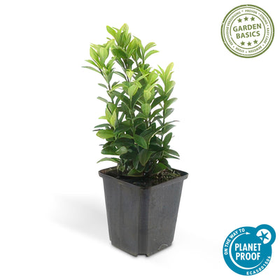 12x Japanischer Spindelstrauch 'Green Spire' - 10-25cm - Ø9cm