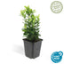 12x Japanischer Spindelstrauch 'Green Spire' - 10-25cm - Ø9cm Bild 2