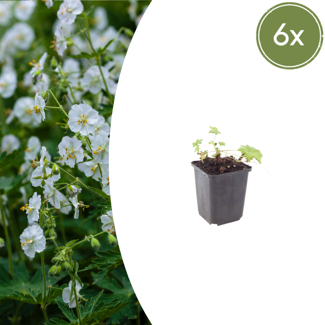 6x Geranium macr. 'White Ness' - ↕10-25cm - Ø9cm