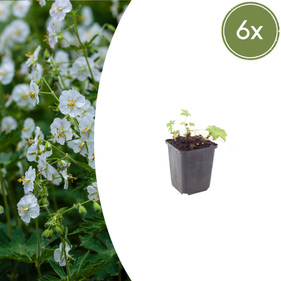 6x Geranium macr. 'White Ness' - Weißer Storchschnabel (10-25cm)