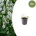 6x Geranium macr. 'White Ness' - Weißer Storchschnabel (10-25cm) Bild 1