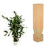 Fischschwanzpalme Caryota Mitis, 120 cm, Ø21cm Bild 4