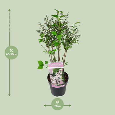 Syringa 'Violet Uprising' - Duftender Flieder im 19cm Topf, 35cm hoch