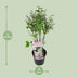 Syringa 'Violet Uprising' - Duftender Flieder im 19cm Topf, 35cm hoch Bild 2