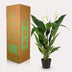 Künstliche Spathiphyllum (Einblatt) 90cm – Pflegeleichte Zimmerpflanze Bild 5