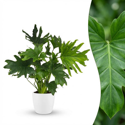 Philodendron Lickety Split, Grün, Topf 19cm, Höhe 70cm, pflegeleicht