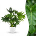 Philodendron Lickety Split, Grün, Topf 19cm, Höhe 70cm, pflegeleicht Bild 1