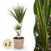Green boutiQ - Zimmerpflanzen - Dracaena Marginata - Drachenbaum - Pflegeleicht - mit Korb - Grün - 2 Pflanzen - Topf 17cm - Höhe 70-80cm Bild 1