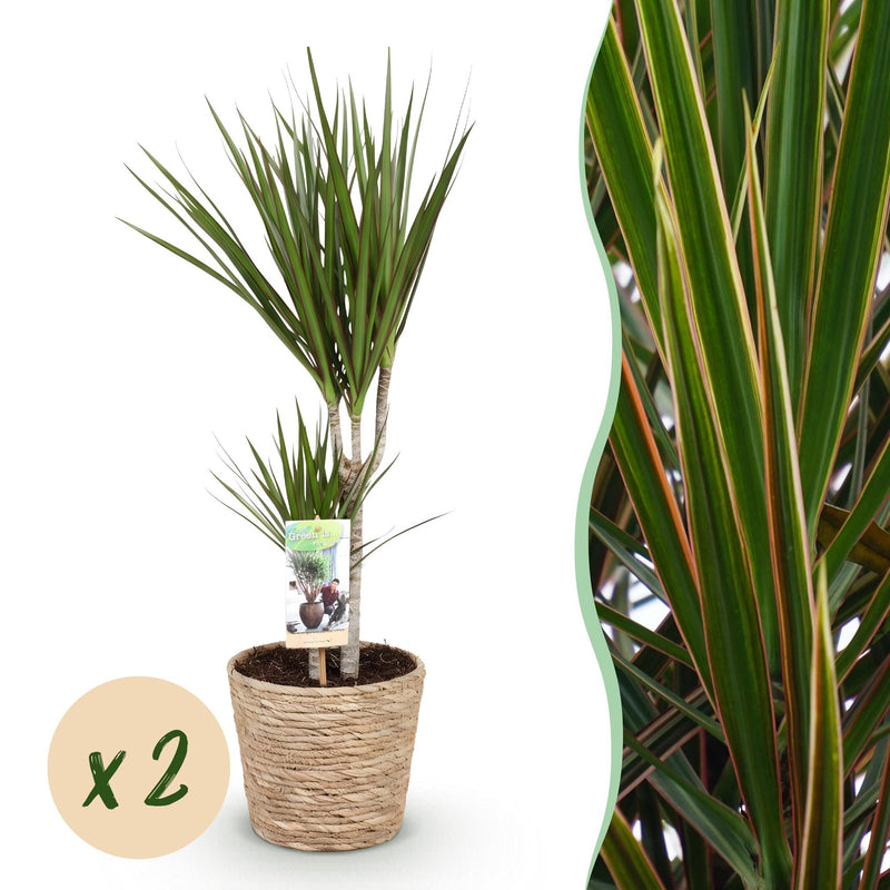 Green boutiQ - Zimmerpflanzen - Dracaena Marginata - Drachenbaum - Pflegeleicht - mit Korb - Grün - 2 Pflanzen - Topf 17cm - Höhe 70-80cm