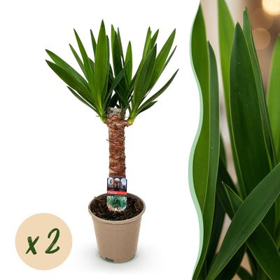 Green boutiQ - Zimmerpflanze - Yucca elephantipes - Yucca - Pflegeleicht - Grün - 2 - Topf 14cm - Höhe 55cm