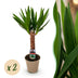 Green boutiQ - Zimmerpflanze - Yucca elephantipes - Yucca - Pflegeleicht - Grün - 2 - Topf 14cm - Höhe 55cm Bild 1