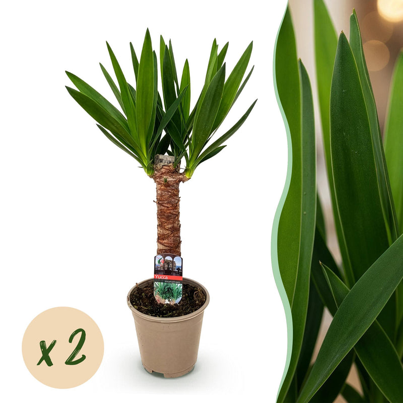 Green boutiQ - Zimmerpflanze - Yucca elephantipes - Yucca - Pflegeleicht - Grün - 2 - Topf 14cm - Höhe 55cm