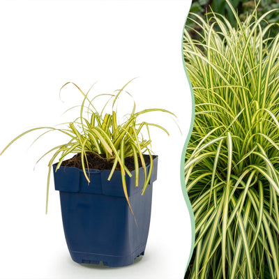 Green boutiQ - Grasses - Carex oshimensis Evergold - Japanese Sedge - Evergreen - Yellow-Green - 1 Plant - Pot 11cm - Height 15-25cm