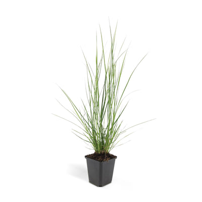 Ziergras 'Hameln' (Pennisetum alopecuroides) im 9cm Topf, 10-25cm hoch